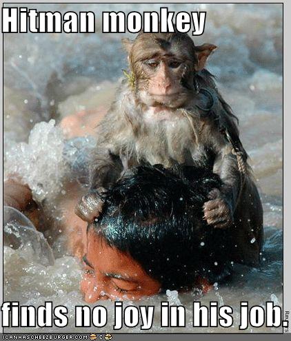 funny monkey pictures. Funny monkey | Great Will of